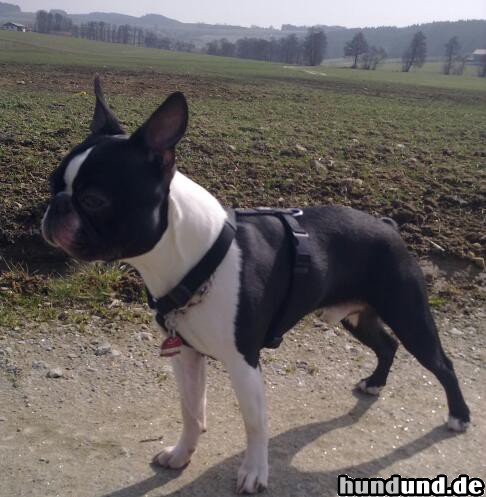 Boston Terrier Hunde Foto 47389 Boston Terrier Mogli konzentriert..