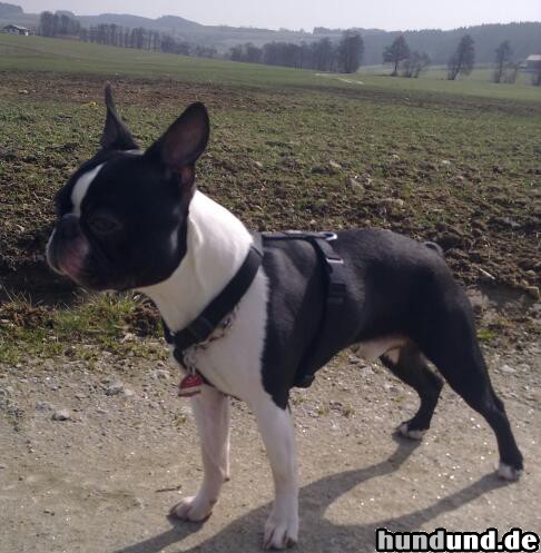 Boston Terrier Mogli konzentriert..