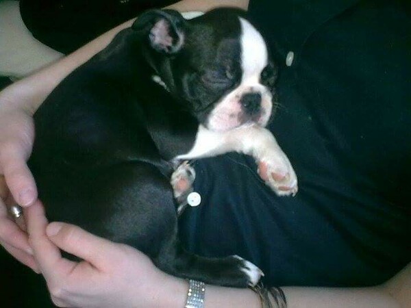 Boston Terrier Hunde Foto 47821 Boston Terrier Mogli gerade einmal 9 Wochen jung