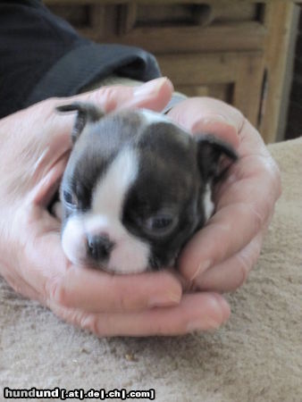 Boston Terrier Das ist Jack-Daniel, genannt Percy. Eine Hand voll Hund. 