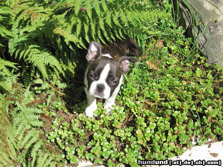 Boston Terrier Ein sonniges Plätzchen für Percy