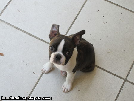 Boston Terrier Percy : Nimm mich doch auf den Arm, Bitte !