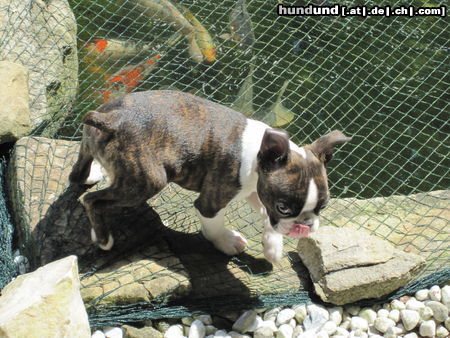 Boston Terrier Hunde Foto 46934 in höherer Auflösung ansehen Boston Terrier Percy meint : Diese Fische könnten mir schmecken.