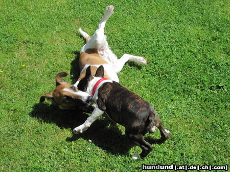 Boston Terrier Percy und Sally raufen auf der Wiese..