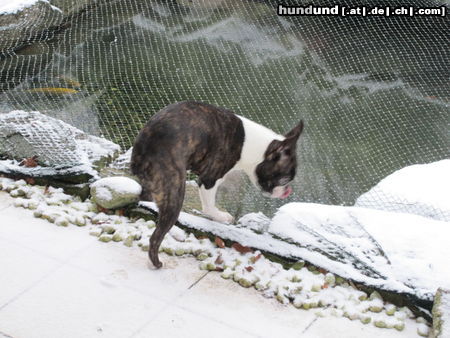 Boston Terrier Percy fragt: Wo sind denn bloß die Fische geblieben ?