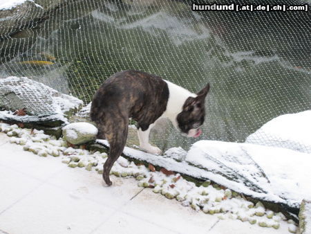 Boston Terrier Hunde Foto 46948 in höherer Auflösung ansehen Boston Terrier Percy fragt: Wo sind denn bloß die Fische geblieben ?