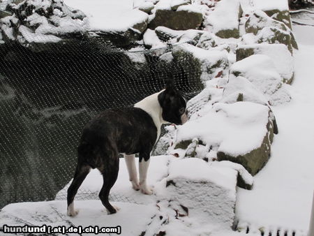 Boston Terrier Percy staunt. Die Welt sieht heute so ganz anders aus. Alles ist weiß.