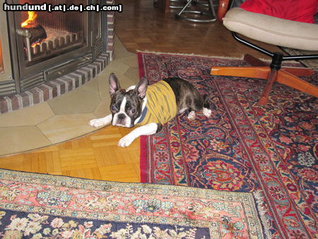 Boston Terrier Percy  im Nachthemd am Kamin. Er liebt es halt warm.