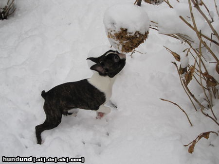Boston Terrier Percy zum ersten Mal im Schnee. 