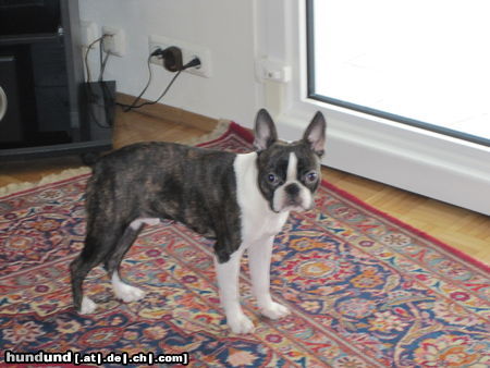 Boston Terrier Hunde Foto 46955 in höherer Auflösung ansehen Boston Terrier Das ist Percy. Mein Bosti. Quadratisch, praktisch und einfach gut.