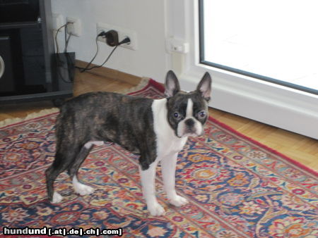 Boston Terrier Das ist  Percy. Mein Bosti. Quadratisch, praktisch und einfach gut.