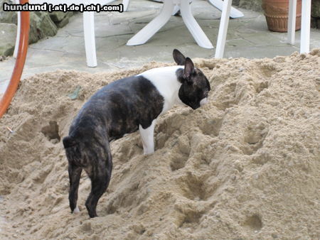 Boston Terrier Percy staunt wieder. Ein Sandhaufen auf der Terrasse..