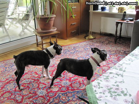 Boston Terrier Percy und Alnato