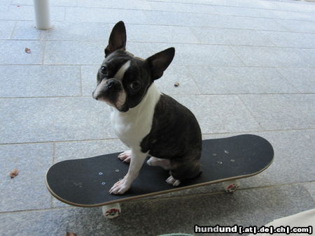 Boston Terrier .Percy übt das Fahren auf dem Rollbrett. Sitzen geht schon gut.