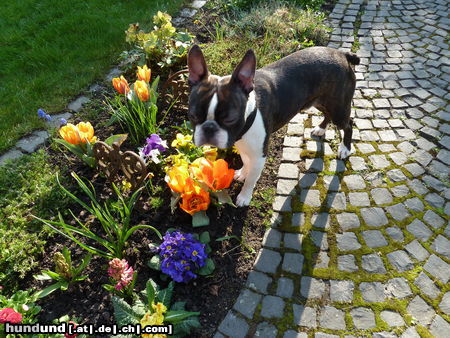 Boston Terrier Das ist Percy, und er hat heute Geburtstag. Er ist jetzt 2 Jahre alt und wartet auf die Geschenke.