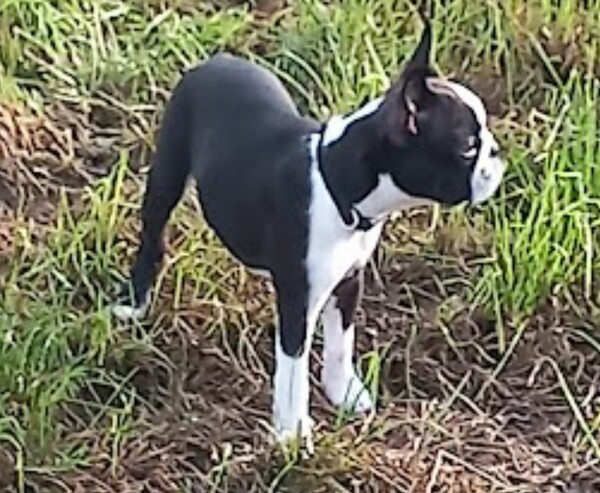 Boston Terrier Hunde Foto 47840 Boston Terrier Angel vom Rottaler Hügel