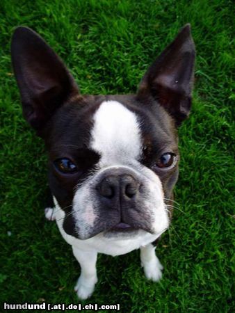 Boston Terrier Hunde Foto 12647 Boston Terrier Gordon, 11 Monate alt