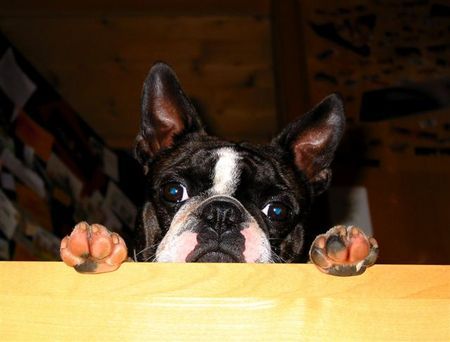 Boston Terrier Hunde Foto 27324 in höherer Auflösung ansehen Boston Terrier Toni ist sehr neugierig