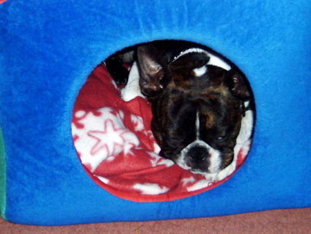 Boston Terrier Hunde Foto 33870 Boston Terrier Gonzos Haus