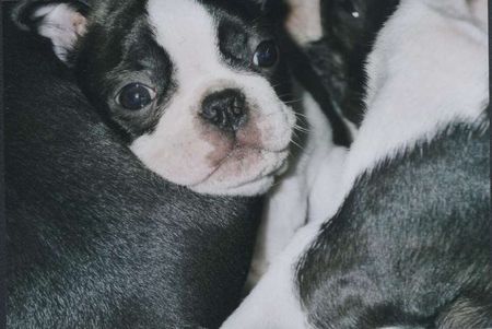 Boston Terrier Hunde Foto 1859 Boston Terrier