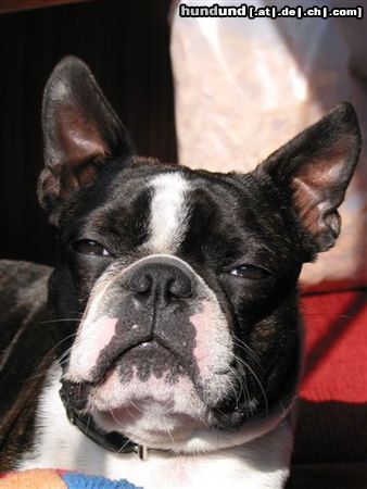 Boston Terrier Hunde Foto 14150 Boston Terrier Trotz Urlaub, Tonis böser Blick