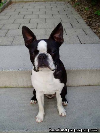 Boston Terrier Hunde Foto 11085 Boston Terrier Gordon