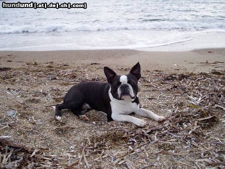 Boston Terrier Hunde Foto 15383 in höherer Auflösung ansehen Boston Terrier Gordon am Strand der Insel Elba (Italien)