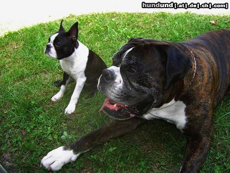 Boston Terrier Hunde Foto 24707 in höherer Auflösung ansehen Boston Terrier Elli Jolly Joker und Freund Nabucco