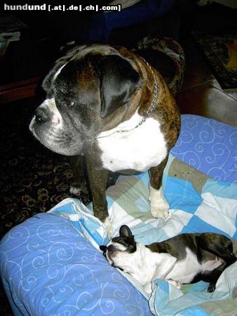 Boston Terrier Hunde Foto 24708 in höherer Auflösung ansehen Boston Terrier Nabucco bewacht Elli