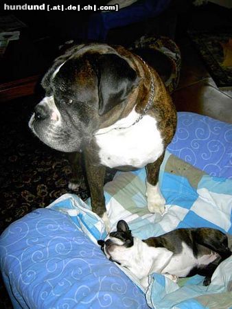 Boston Terrier Nabucco bewacht Elli