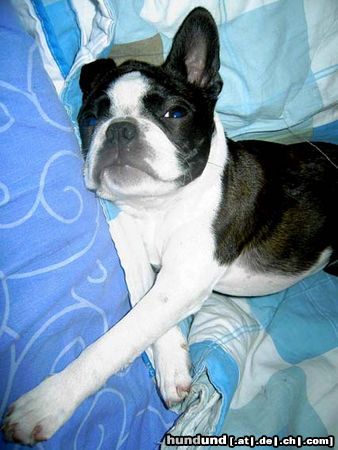Boston Terrier Hunde Foto 24709 in höherer Auflösung ansehen Boston Terrier Elli ist müde