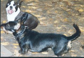 Boston Terrier Hunde Foto 1284 Boston Terrier
