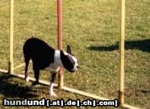 Boston Terrier Hunde Foto 3706 Boston Terrier