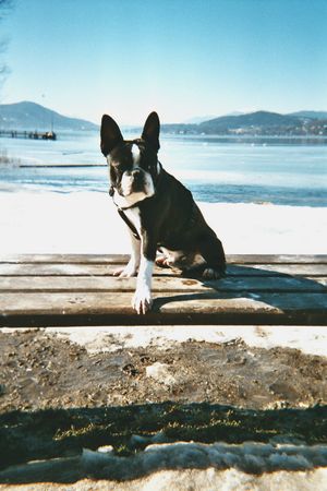 Boston Terrier Hunde Foto 2672 Boston Terrier Bassty von der Urlaken