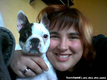Boston Terrier Hunde Foto 20251 Boston Terrier ein Herz und eine Seele