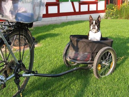 Boston Terrier Hunde Foto 33278 Boston Terrier Tonis Sportcoupe