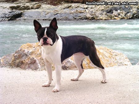 Boston Terrier Hunde Foto 19873 in höherer Auflösung ansehen Boston Terrier Julka an der Küste, ha ha ha