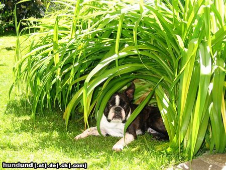 Boston Terrier Hunde Foto 12207 Boston Terrier Toni Möldner unter