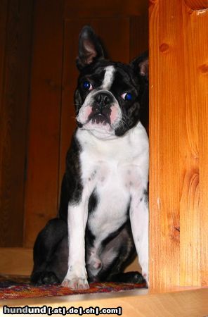 Boston Terrier Hunde Foto 11887 Boston Terrier