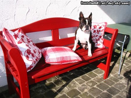 Boston Terrier Hunde Foto 24153 Boston Terrier Toni in Warteposition