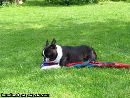 Boston Terrier Hunde Foto 24155 Boston Terrier ......ob das wohl mir gehört.......