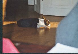 Boston Terrier Hunde Foto 1359 Boston Terrier
