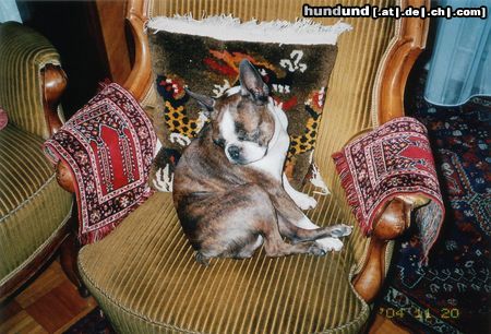 Boston Terrier Hunde Foto 16664 in höherer Auflösung ansehen Boston Terrier .....das war der Fernsehstuhl meines Frauerls