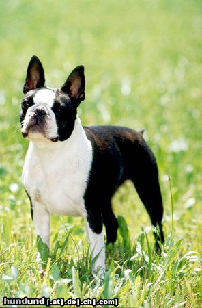 Boston Terrier Hunde Foto 22203 in höherer Auflösung ansehen Boston Terrier Amica Jolly Joker