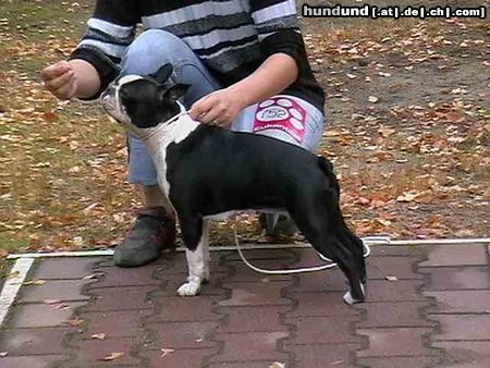 Boston Terrier Hunde Foto 25189 Boston Terrier Youth Champion Olivia Ewabo