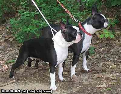 Boston Terrier Hunde Foto 25190 Boston Terrier Youth Champion Olivia Ewabo