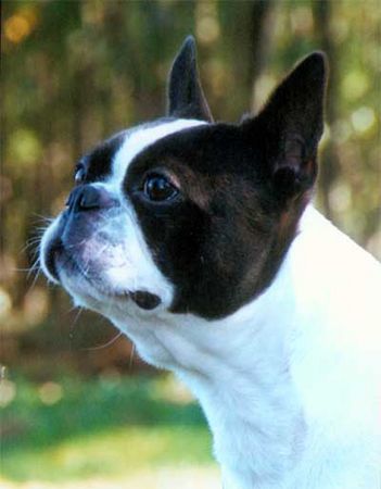 Boston Terrier Hunde Foto 1792 Boston Terrier Brunos Dad Don ut gütsel!