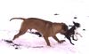 Boston Terrier Foto: Wer schubst denn da??? (ID 28003) Boston Terrier Hund