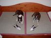 Boston Terrier Foto: Mama und Sohn (ID 12561) Boston Terrier Hund