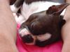 Boston Terrier Foto: Amber im Urlaub - ohne Worte (ID 16220) Boston Terrier Hund